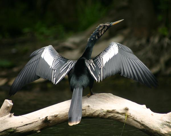 Anhinga